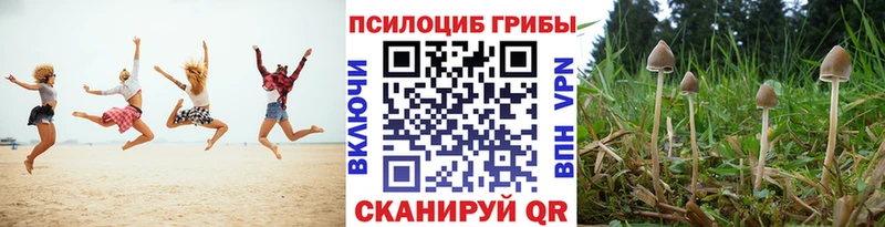 Псилоцибиновые грибы GOLDEN TEACHER  блэк спрут как зайти  Магас 